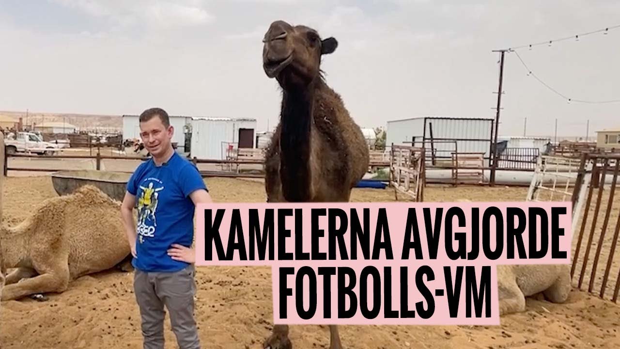 Niva: Så avgjorde kameler (!) VM