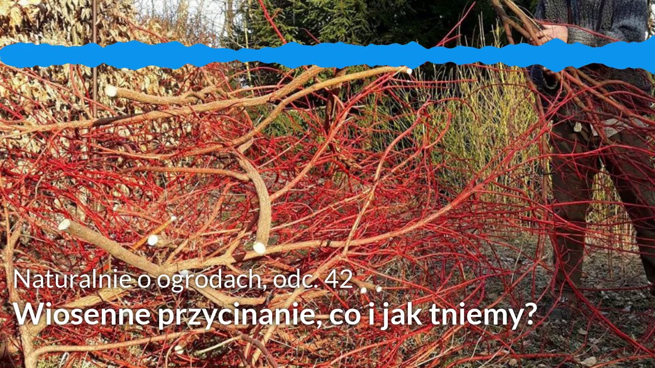 NoO 42: Wiosenne przycinanie, co i jak tniemy?