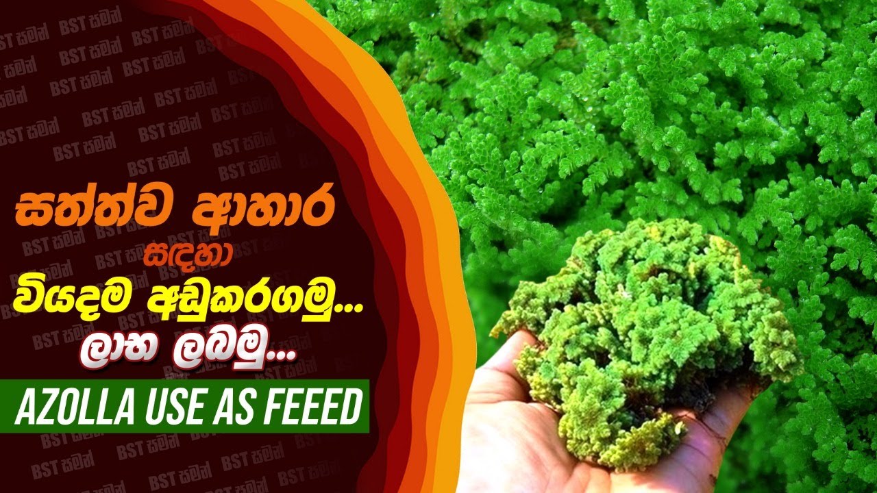 Azolla use as Feeed,ඇසොල්ලා වගාව,Biofuel,ජෛව පොහොර,BST saman, Biosystems Technology, Azoolla