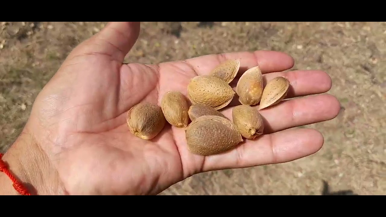 Las 3 mejores variedades de almendro, Makako vs Penta vs Avijor 2025