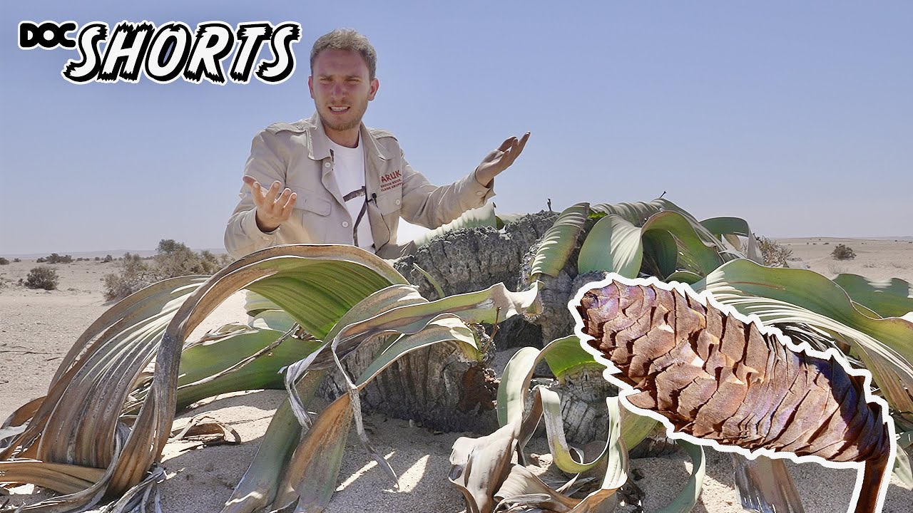 DOC SHORTS | Folge 35 - Survival in der Namib-Wüste: Welwitschia mirabilis