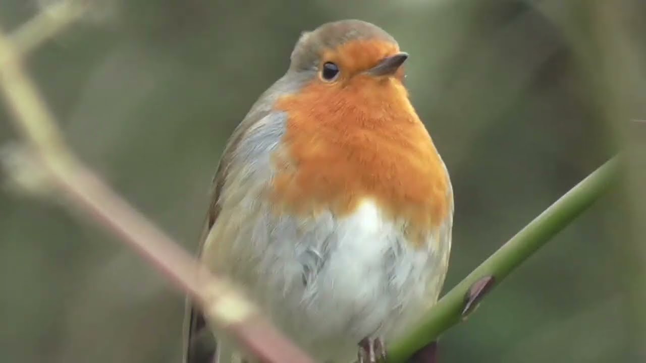 The beautiful Robin & a song