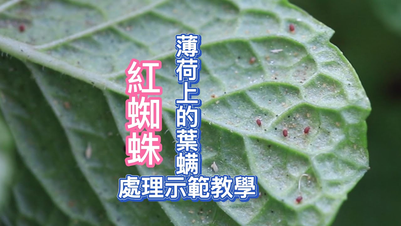薄荷上的葉螨(紅蜘蛛)處理示範教學【2022/01/09】