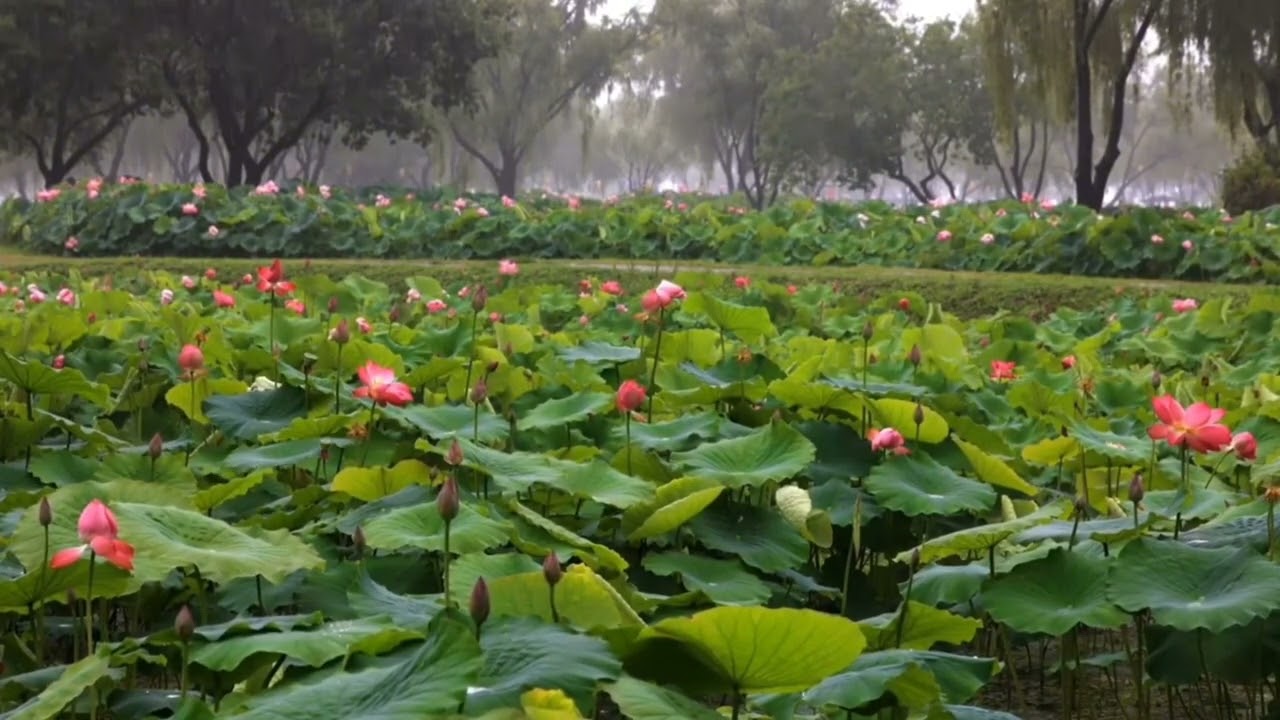 Gentle Rain ASMR in Lotus Garden🌧️🍃 | Natural Rain Sounds for Deep Sleep, Relaxation & Stress Relief