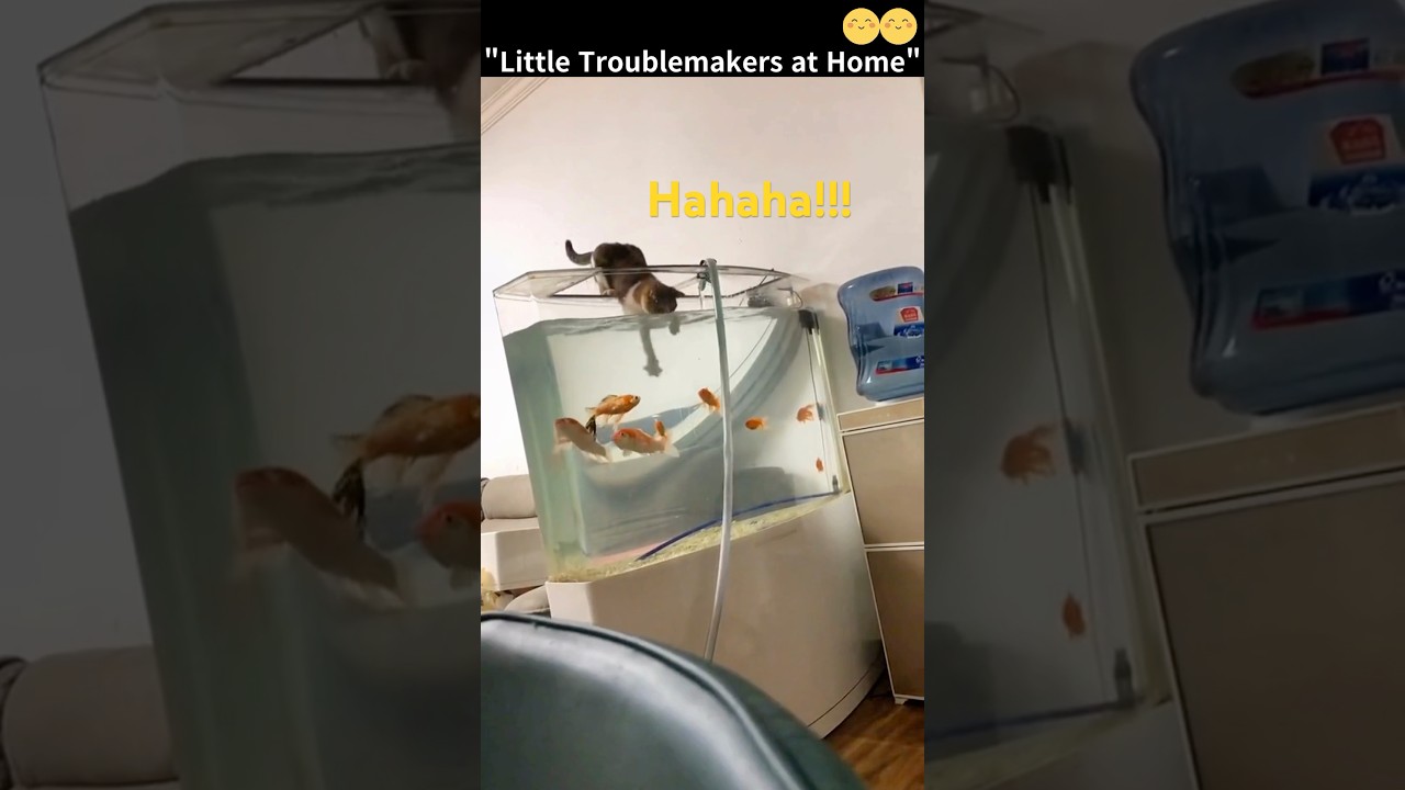 Little Troublemakers at Home #dog #laugh #cute #kitty #funny #cats #adorable #pets #animals