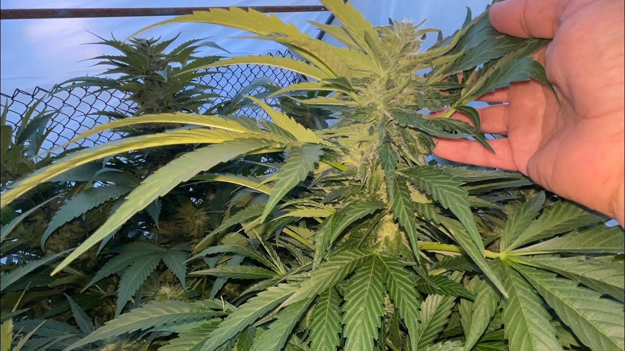 Update: 2024 Greenhouse CannaLife GROW (Photo Reel)