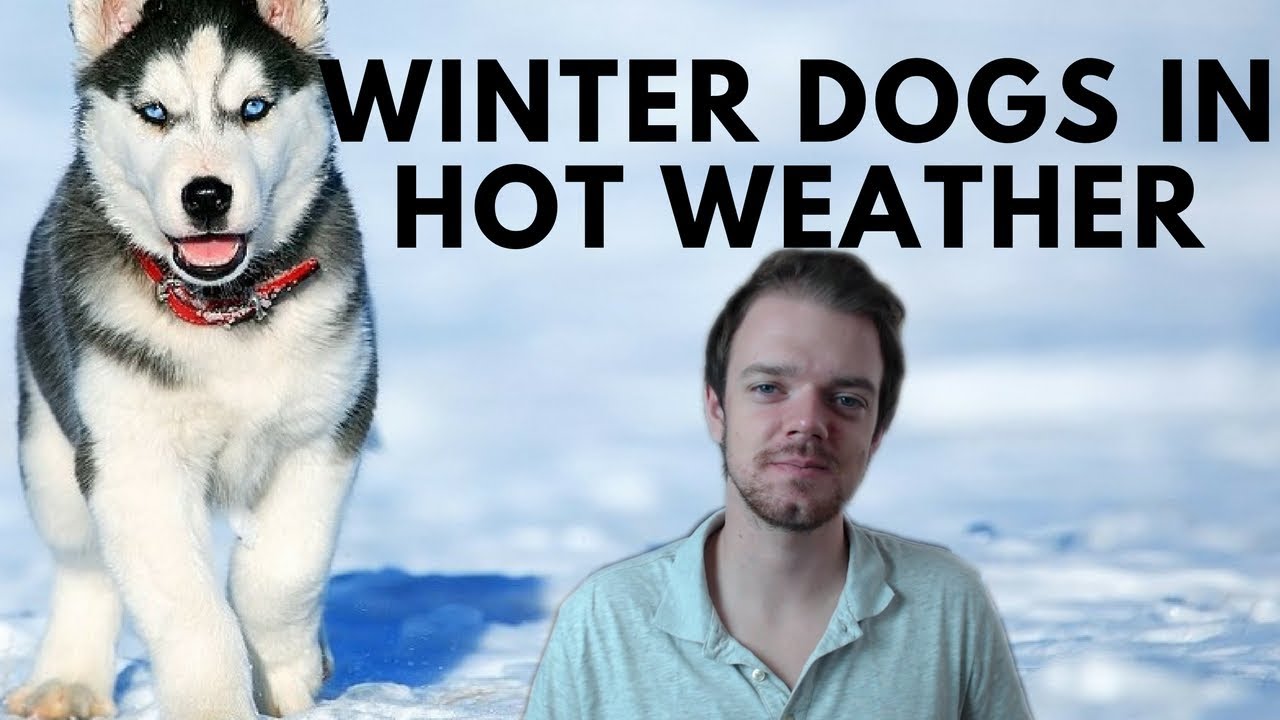 Can Winter Dogs Live in Warm Climate Areas? Siberian Husky - Akita - Alaskan Malamute