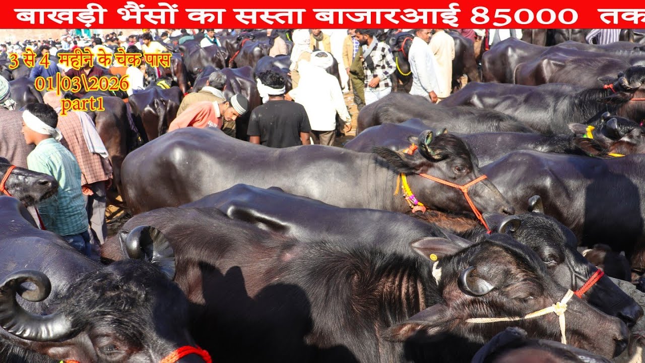 1/03/2026 बाखडी भैंसों का बाजार  , पशु मंडी सस्ती बाखड़ी भैंस 3 से 4 महीने की चेक पास