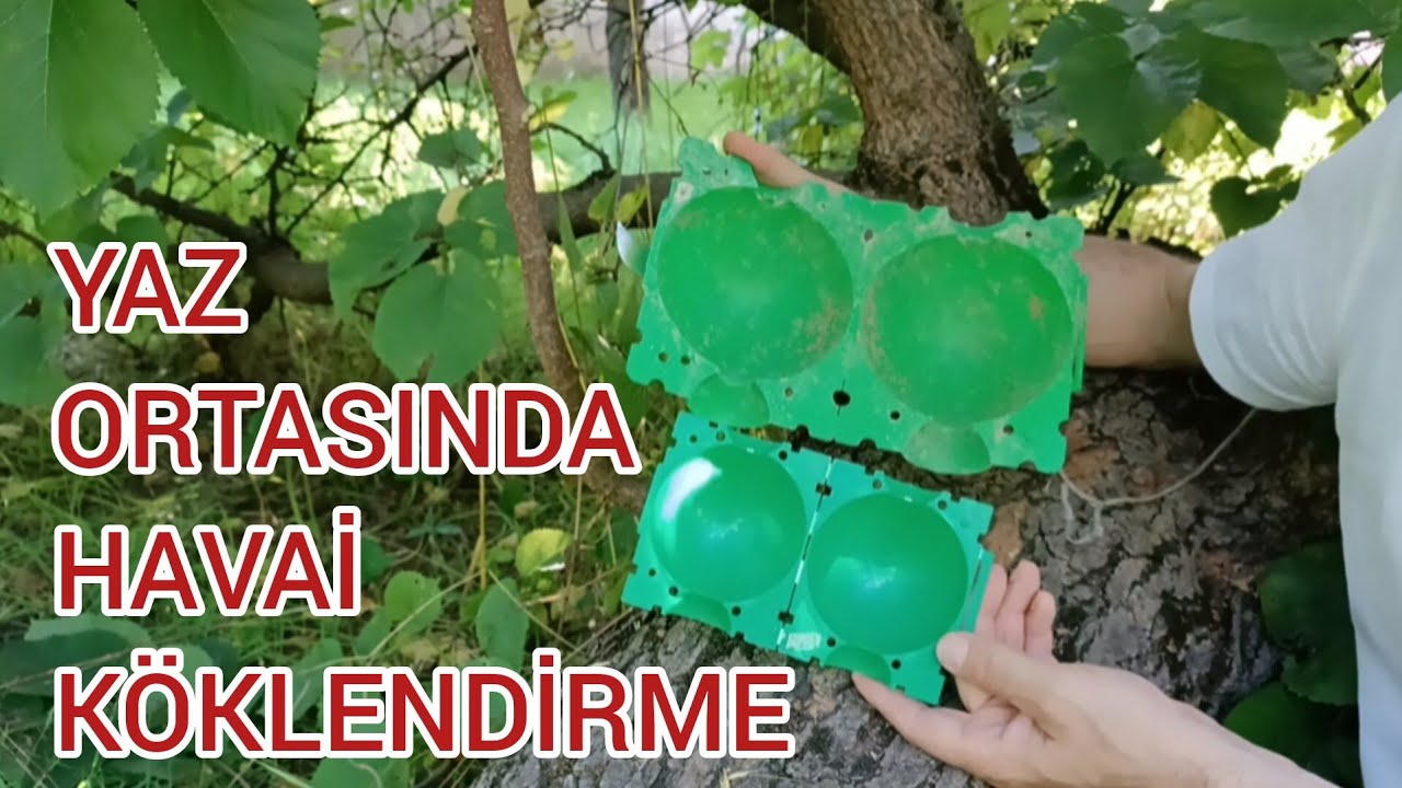 ZOR KÖKLENEN URMU DUTU ( EKŞİ KARA ) KÖKLENDİRME