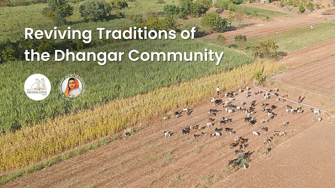 Reviving Traditions of the Dhangar Community