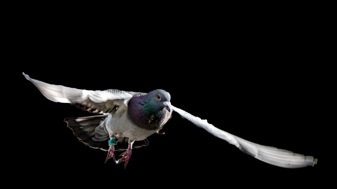 top racing pigeons tips what makes a good pigeon or champion