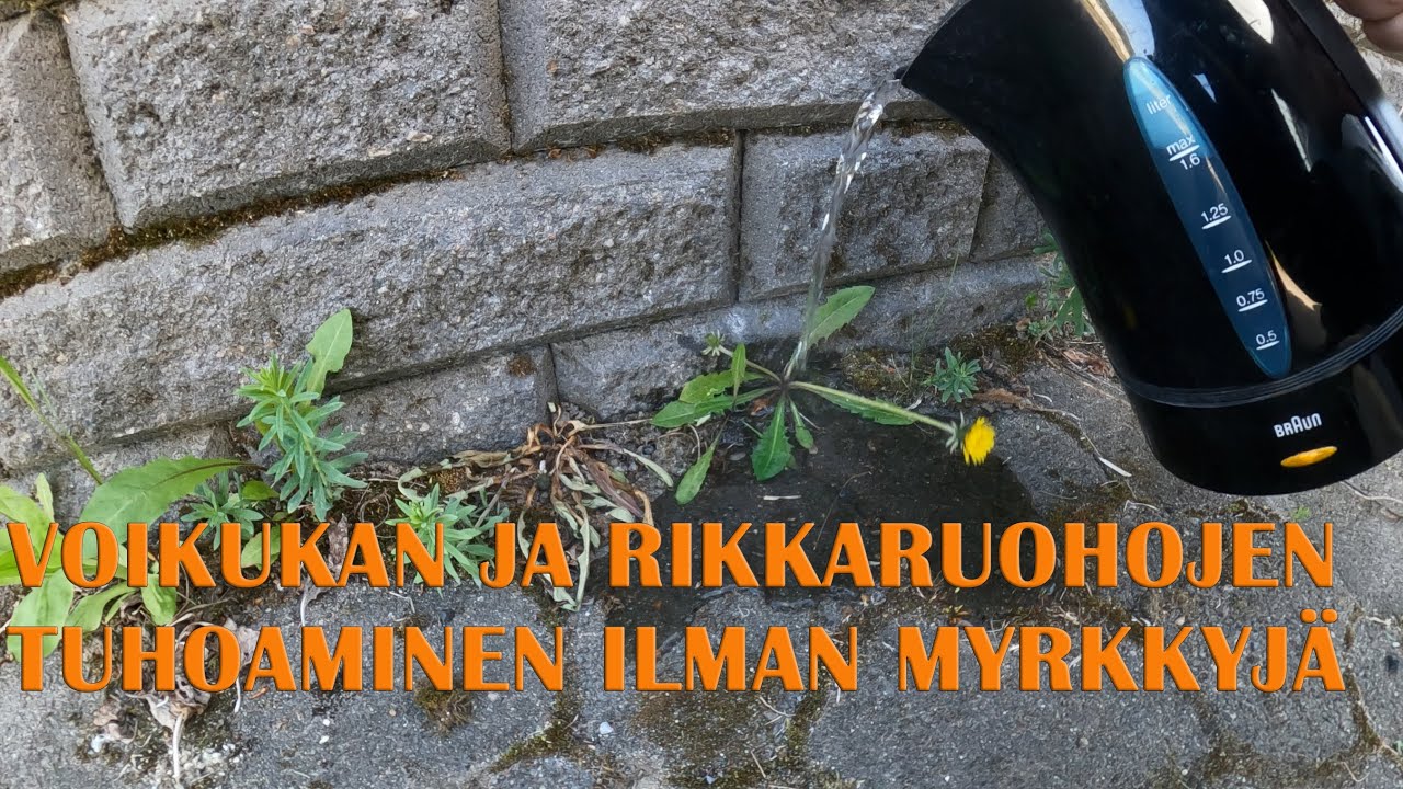 Voikukan poistaminen pihakivetykseltä. Voikukka luonnonmukainen keino tuhoamiseen.