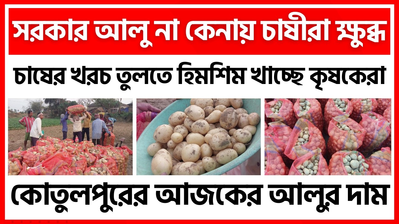 05/03/2026 : কোতুলপুরের আজকের নতুন জ্যোতি আলুর দাম| New Potato Price in Kotulpur - India Potato News