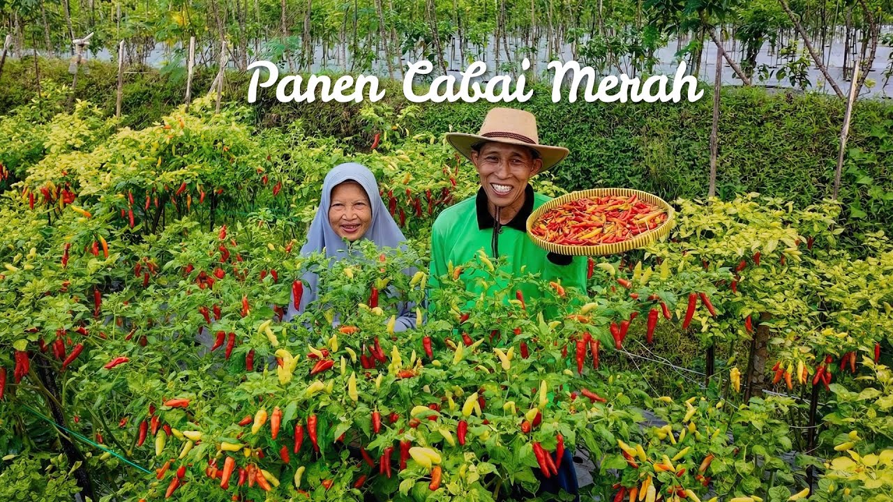 Panen Cabe Rawit di Kebun | Masak Gulai Tahu Dan Kobis, Telur Dadar, dan Mendoan Jumbo