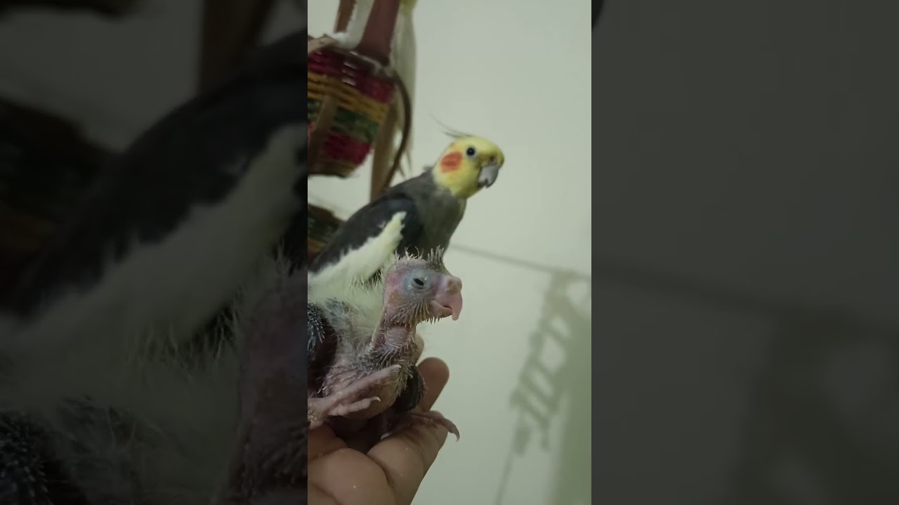 journey of our new babies in 2025 #baby #cockatiel #baby #birds #parrot
