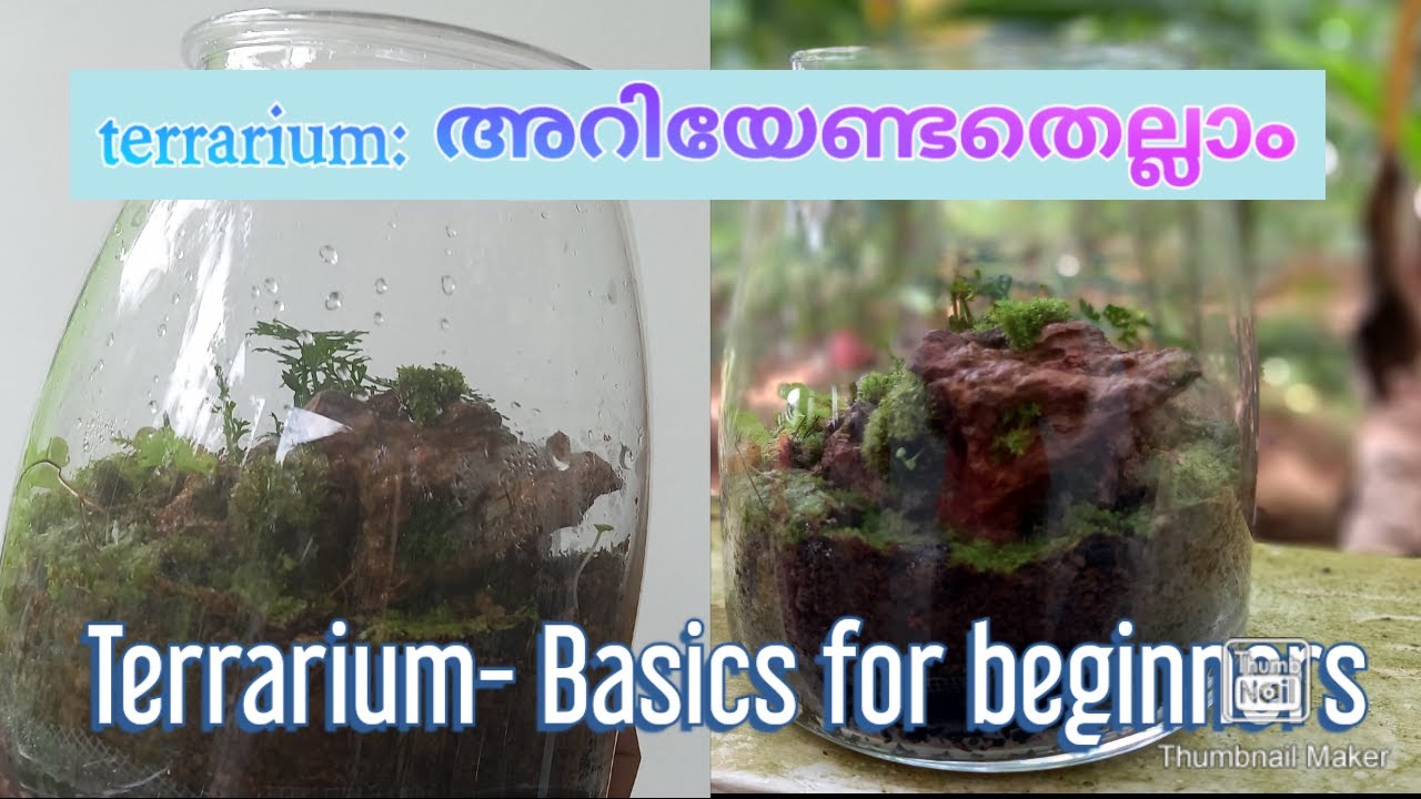 #Terrariumforbeginners#diyclosedterrarium#terrarium_basics#How_to_make_a_terrarium?