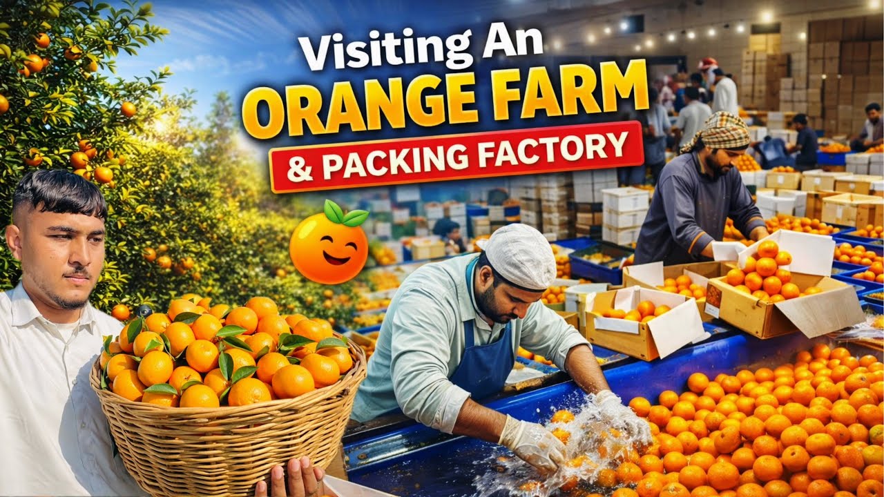 World-Famous Sargodha Oranges | Farm to Factory Tour | Ask 