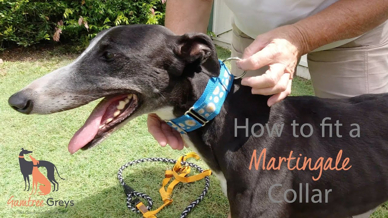 How to fit a Martingale Collar on your Greyhound - Gumtree Greys