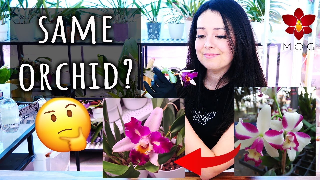Why the Orchids you order look different than the pictures  when they bloom 🤔