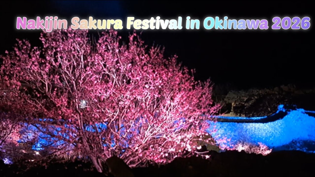 Nakijin Sakura Festival in Okinawa 2026/今帰仁さくら祭り2026