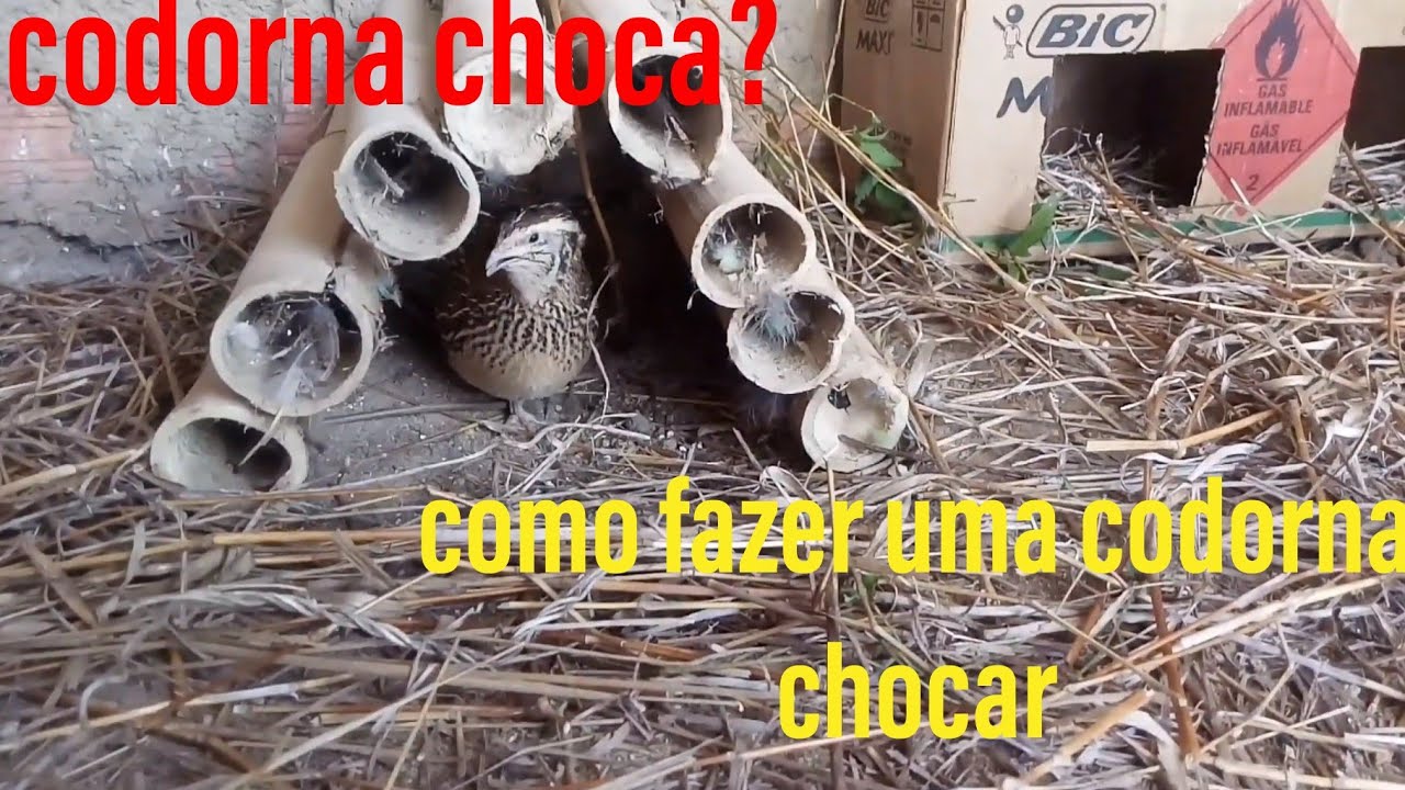 Codorna choca