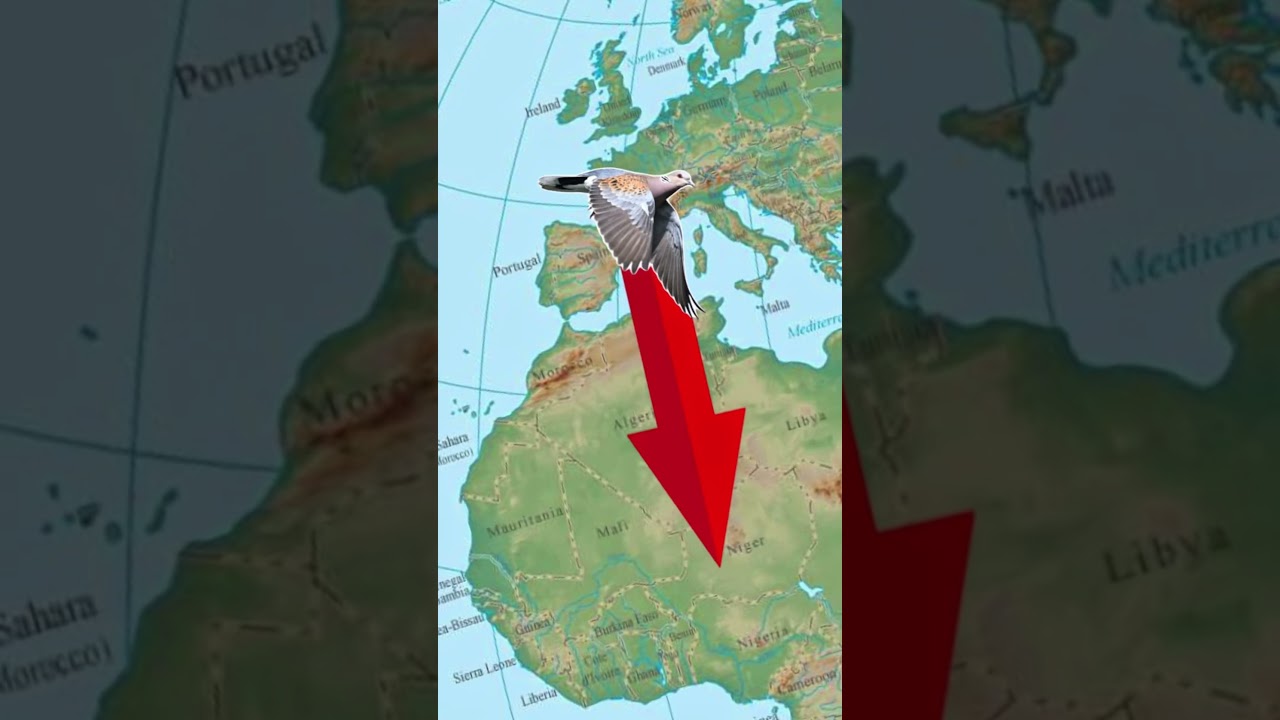 Learn about our Turtle Doves! 🕊️