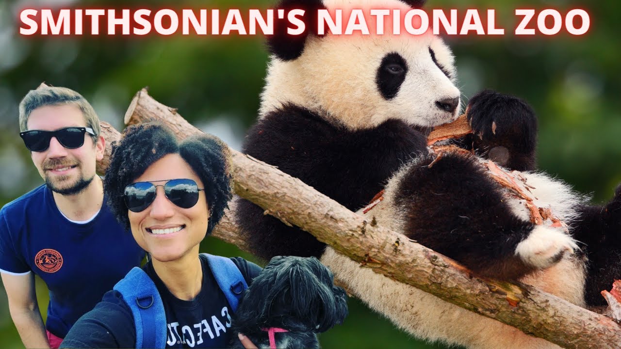 Touring the Most Historic Zoo in The U.S, Rare Pandas, Seals