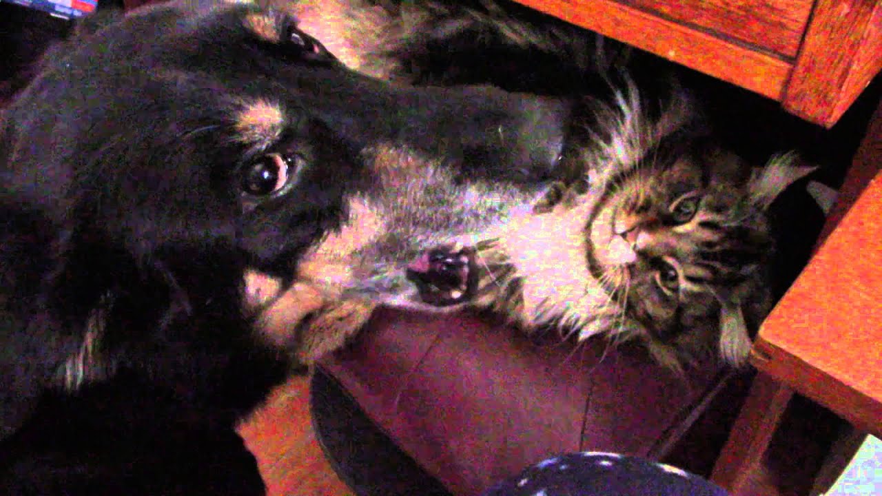 Cat dog pure love