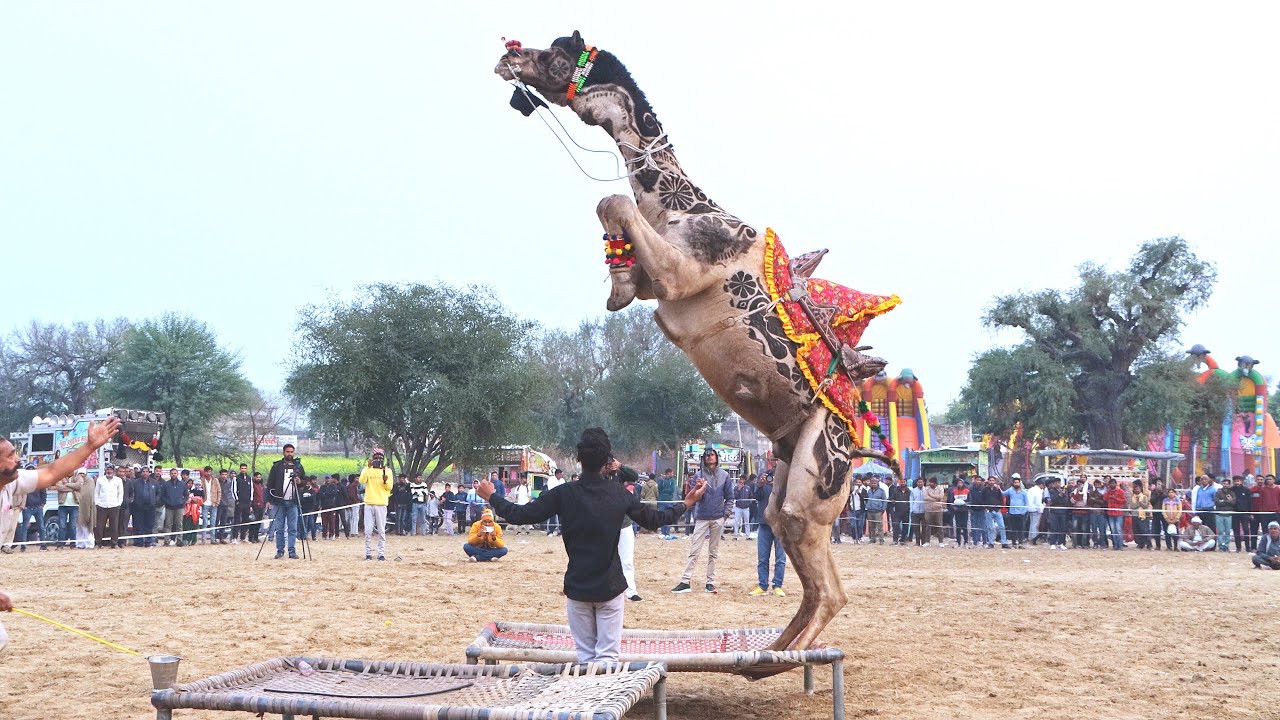 कोबरा ने किया धमाकेदार डांस || New Rajasthani Camel Dance || #rajasthanidance #priyanshu #unt