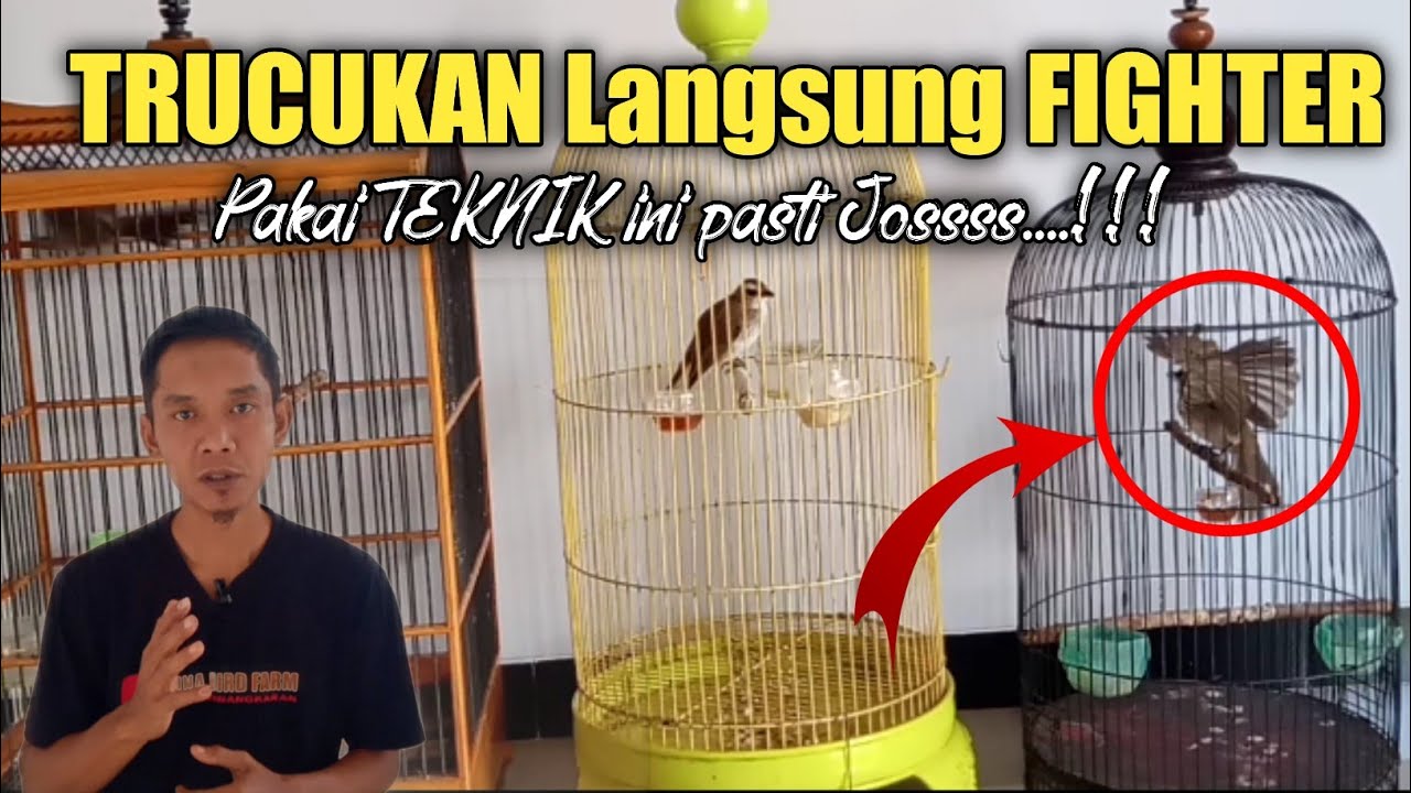 Inilah cara menjadikan TRUCUKAN Lemot menjadi FIGHTER