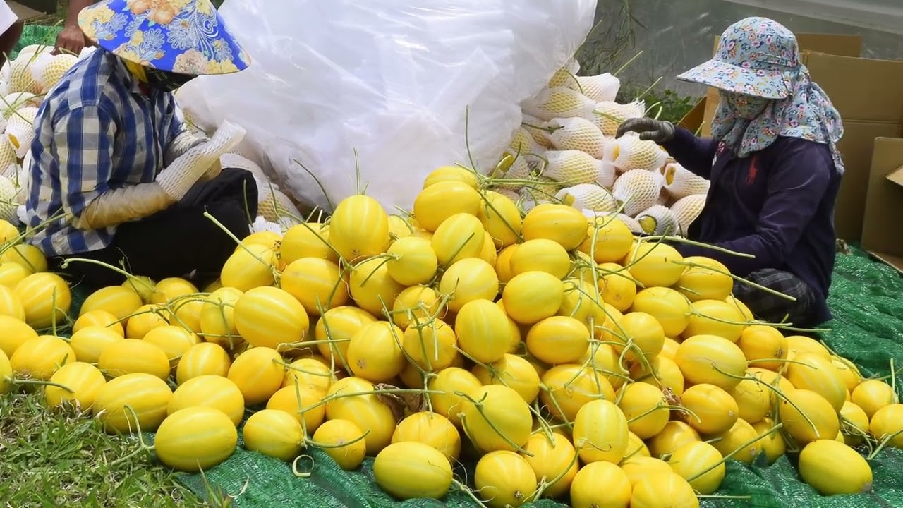 Chi phí lắp đặt nhà màng dưa lưới công nghệ cao 1000m2 bao nhiêu tiền? | Ninh Nguyễn Official