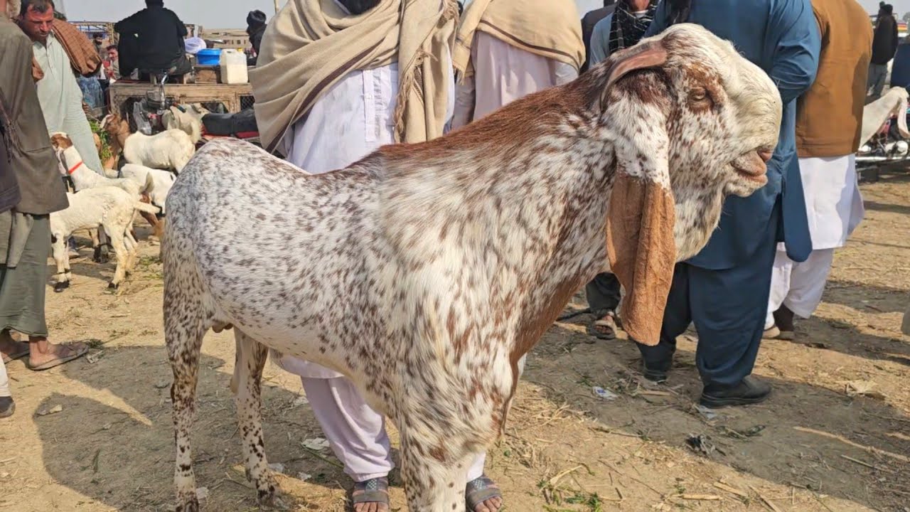 9 February 2026 Bakra Mandi Muhammad Pur | Heavy Weight Qurbani Wale Bakre | Rajanpuri Makhi Cheeni