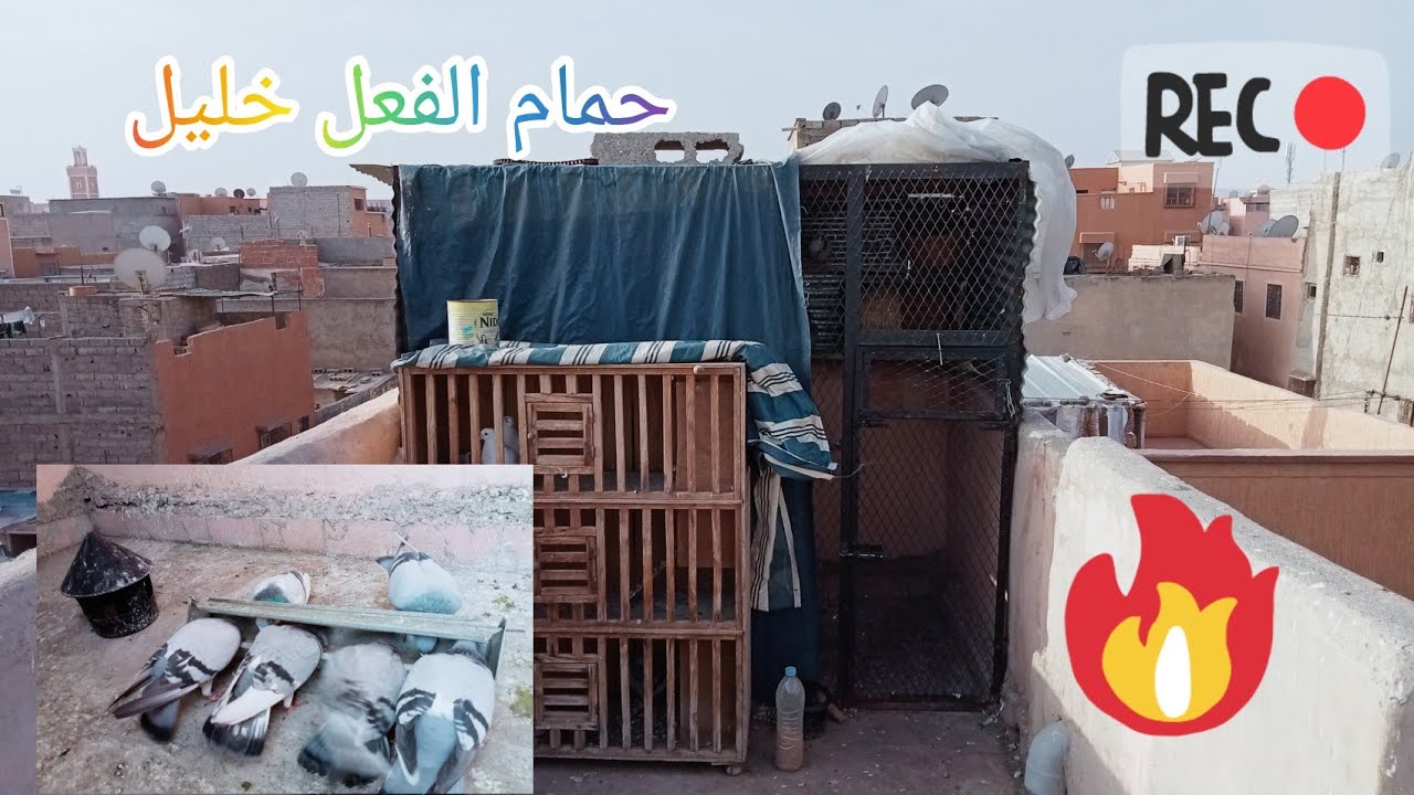 قناة حمام الفعل خليل تعود من جديد بحمام جديد و مستوى أفضل🤯 فيديو روعة فرجة في حمام الفعل الجزء الاول