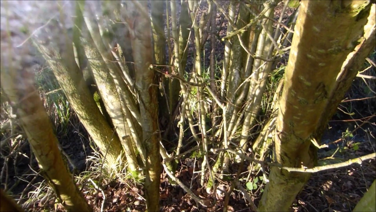 Winter Hazel - Corylus avellana