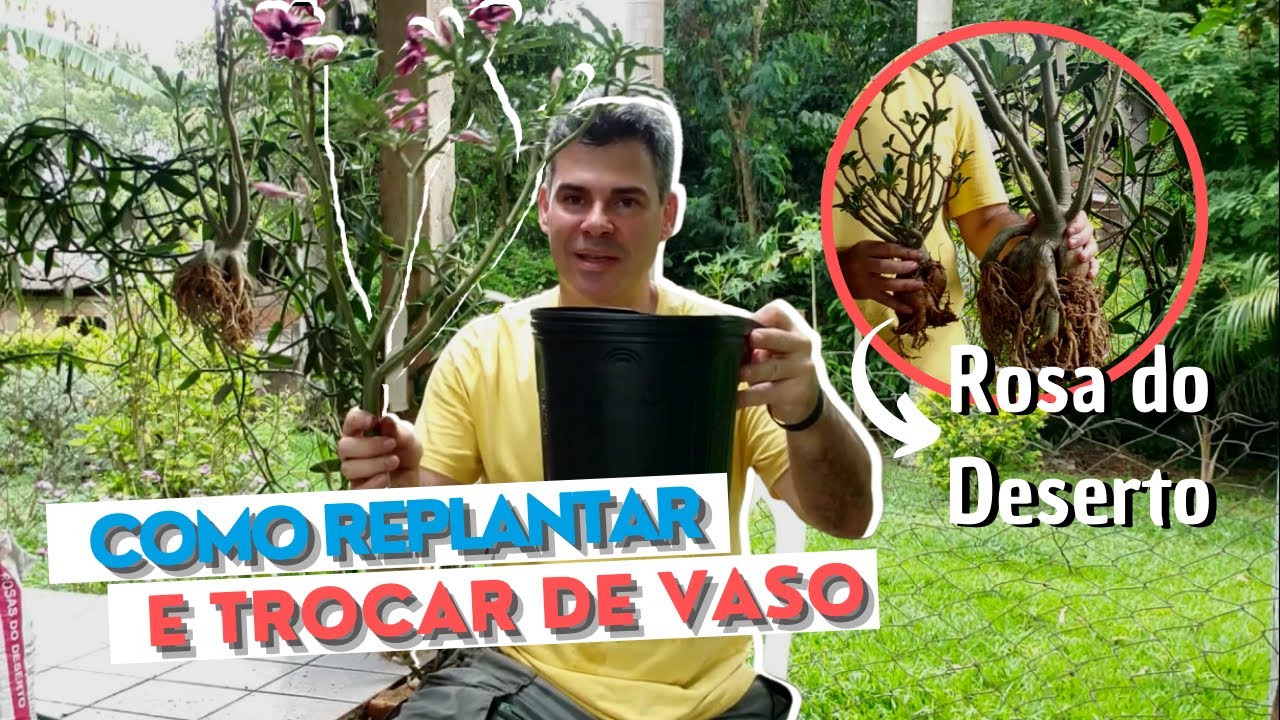 Como replantar Rosa do Deserto do jeito certo