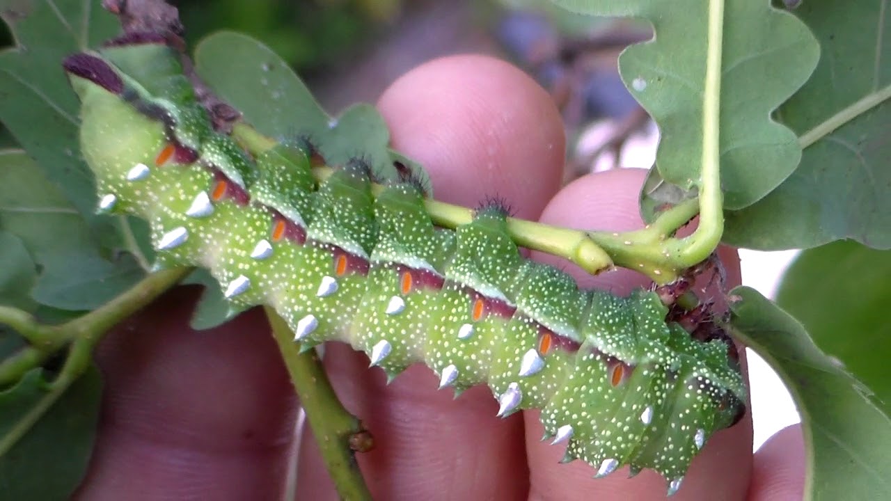 Raising: Pseudimbrasia deyrollei from Africa