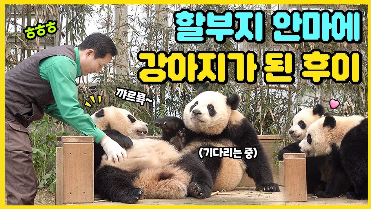 할부지 안마에 잔뜩 신나 귀가 딱 붙어버린 후이🤣 혹시 강아지세오..?!🐶 #루이바오 #후이바오 #panda