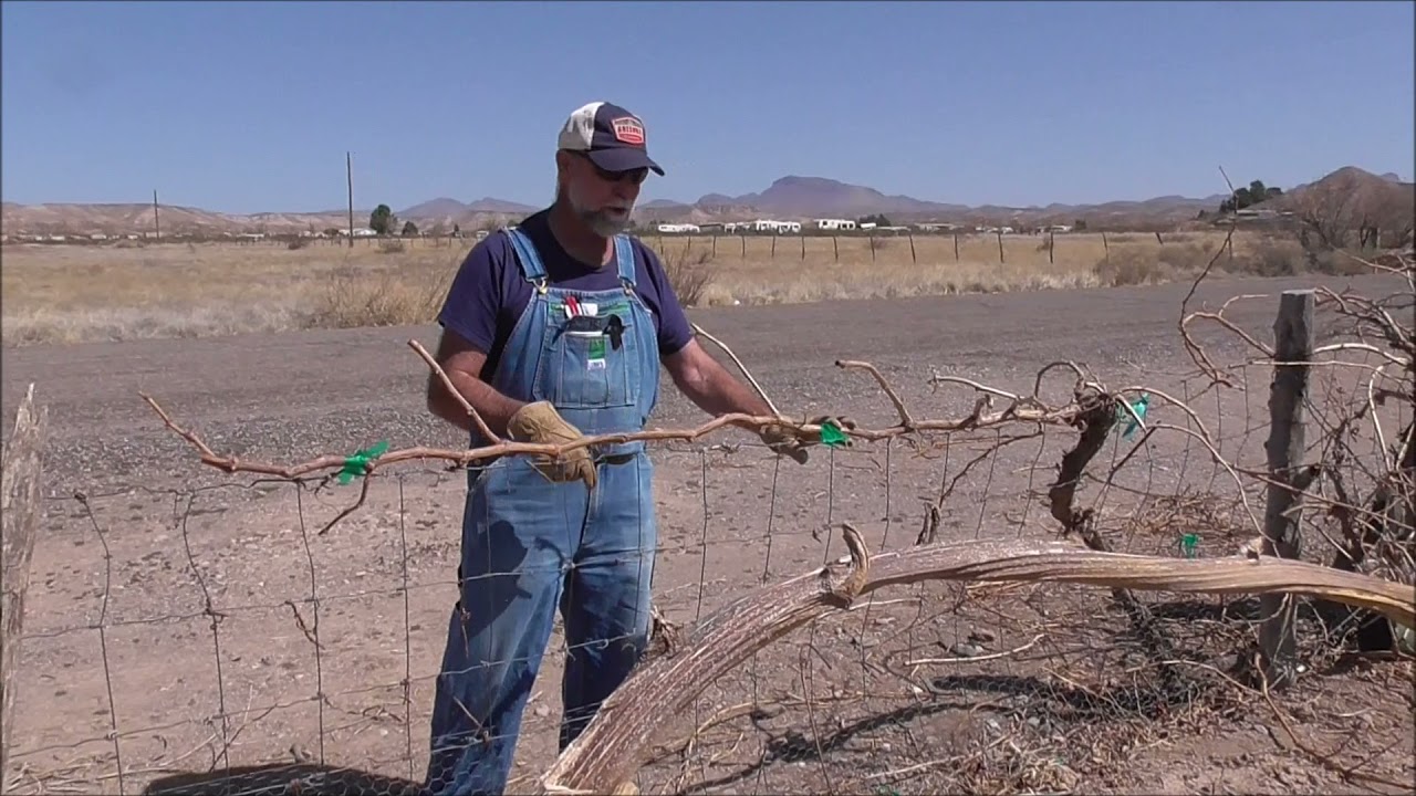 GRAPES: Spur Pruning