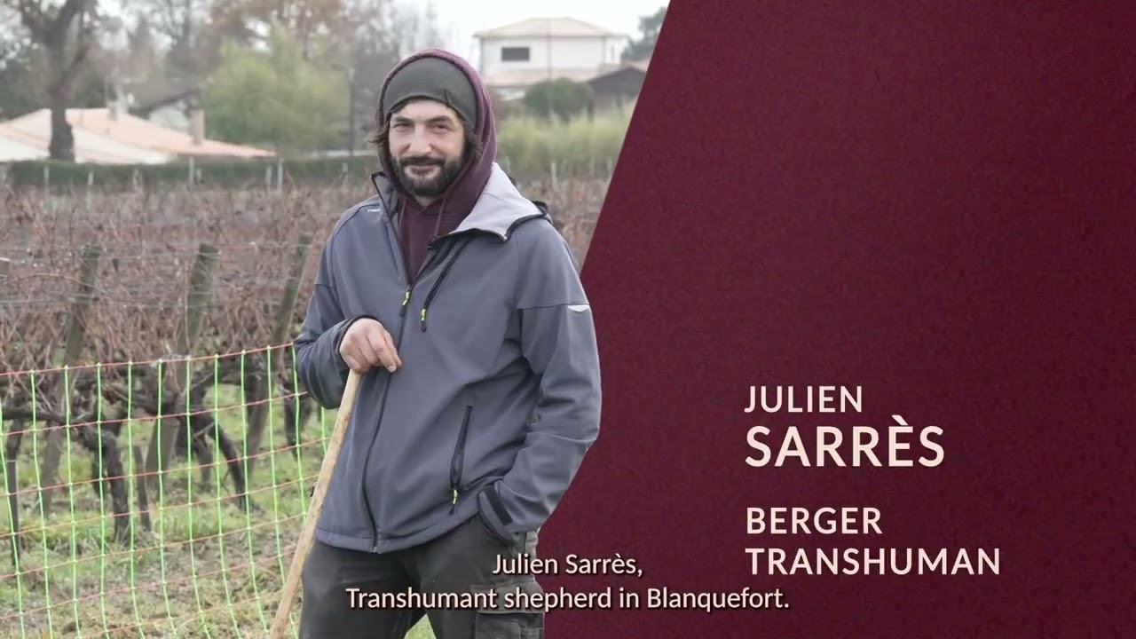 Une transition écologique en viticulture