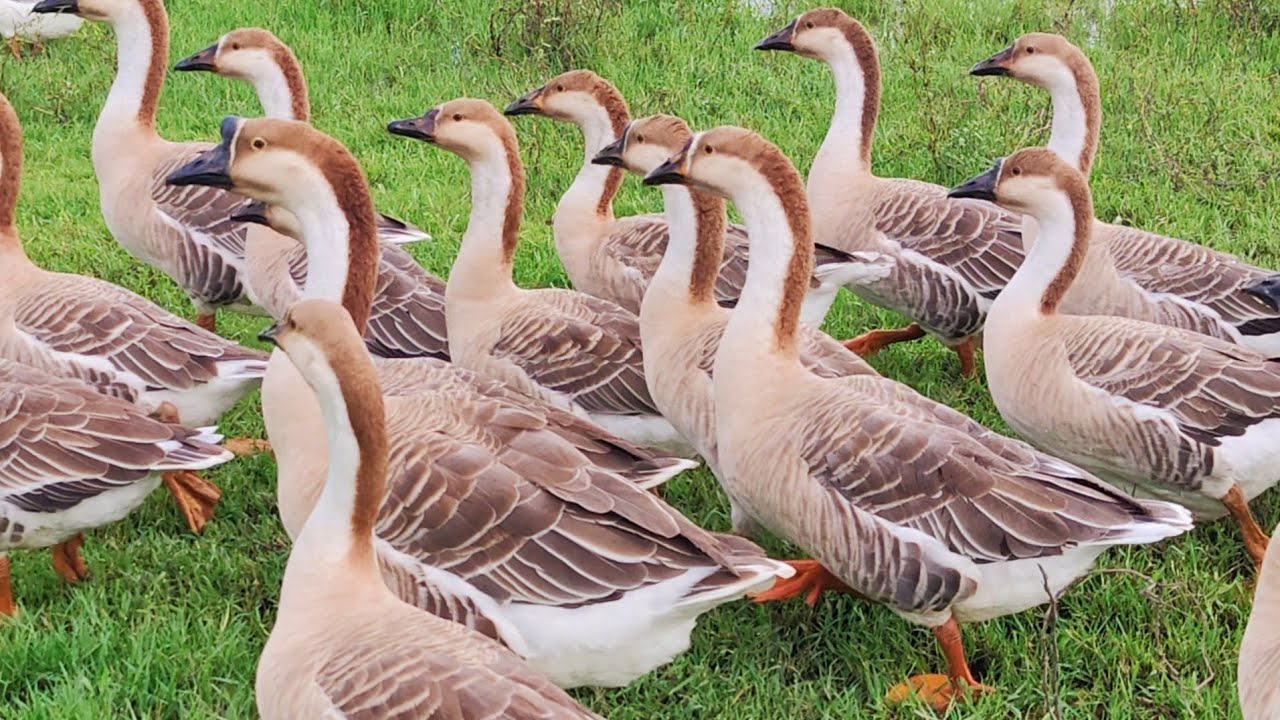 Beautiful king duck