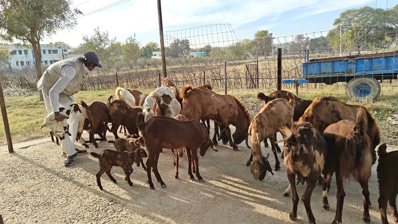 goat farming || बकरी पालन || goat feed management 