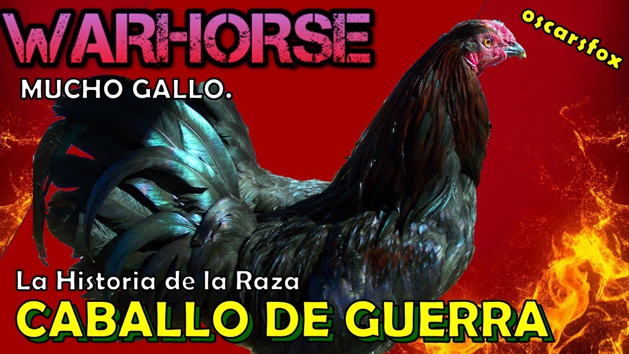 WARHORSE  raza de gallinas finas Gallos Historia y Características
