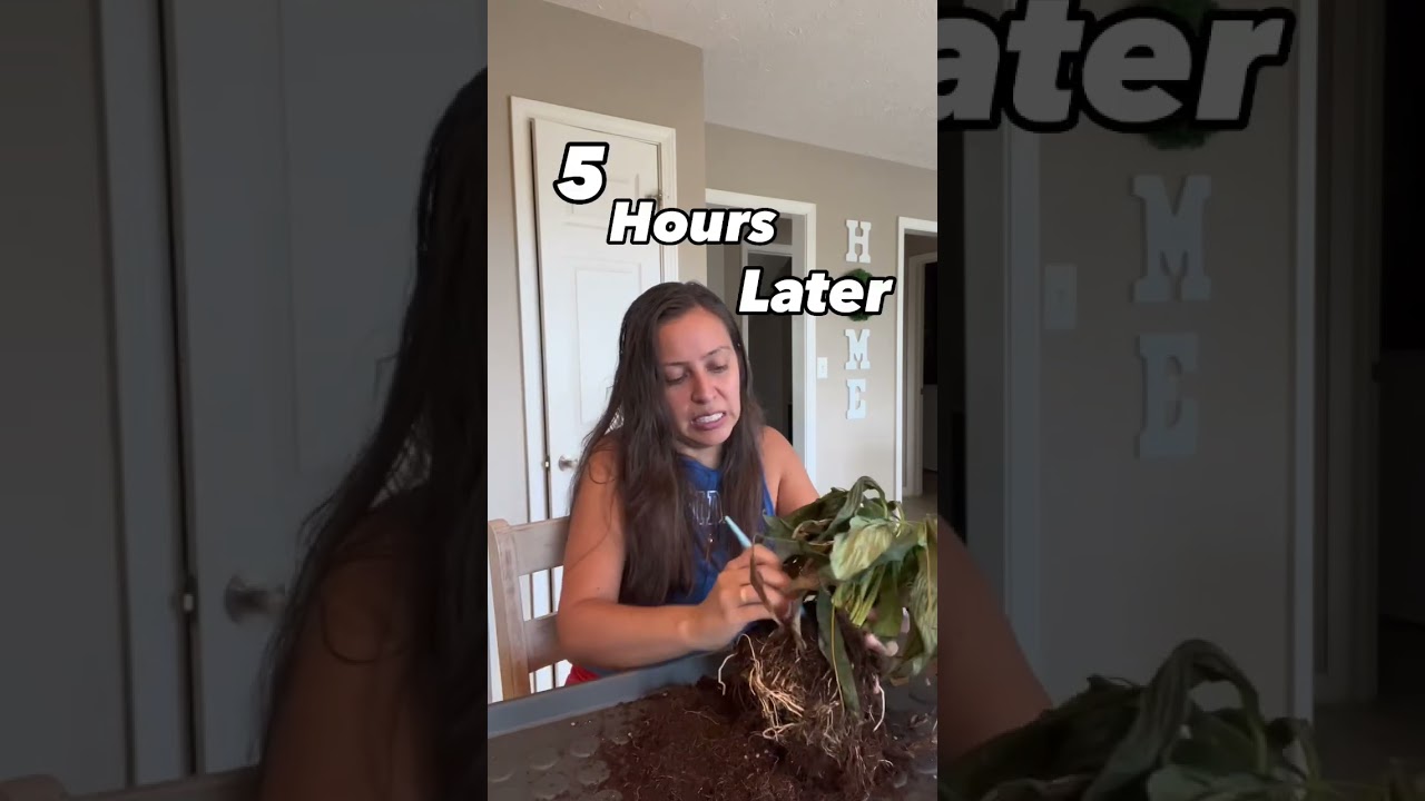 Peace lily rescue and a 7 month update #plantcare #peacelily #plantlovers #plantcaretips