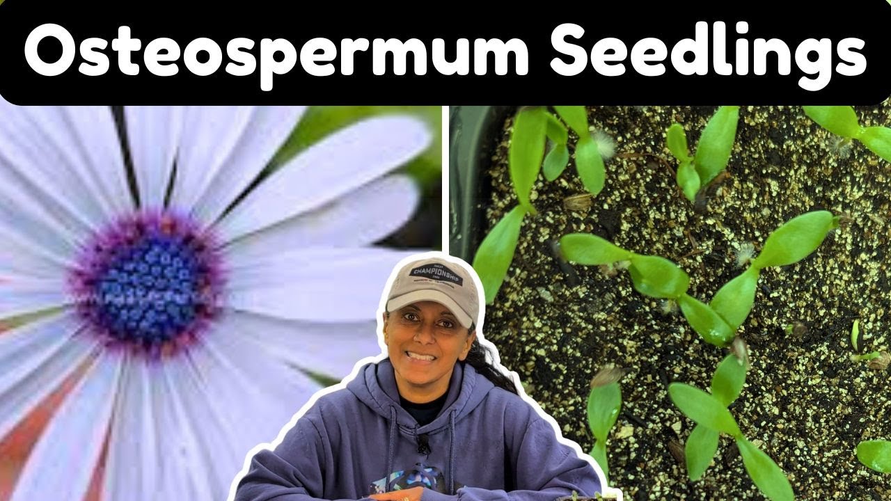 African Daisy Seedling Care | Potting Up Osteospermum || Budget Gardening