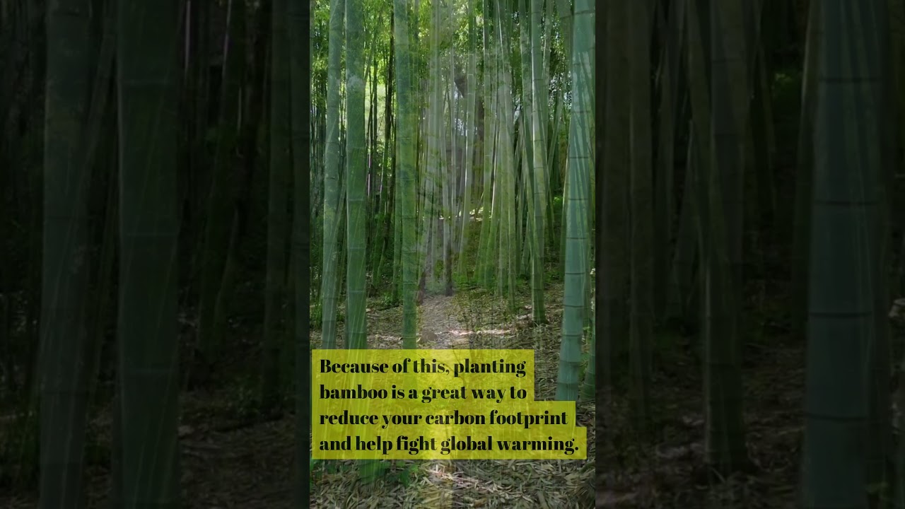 Botanyfact#9 | Bamboo - The fastest growing plant on Earth | #bamboo