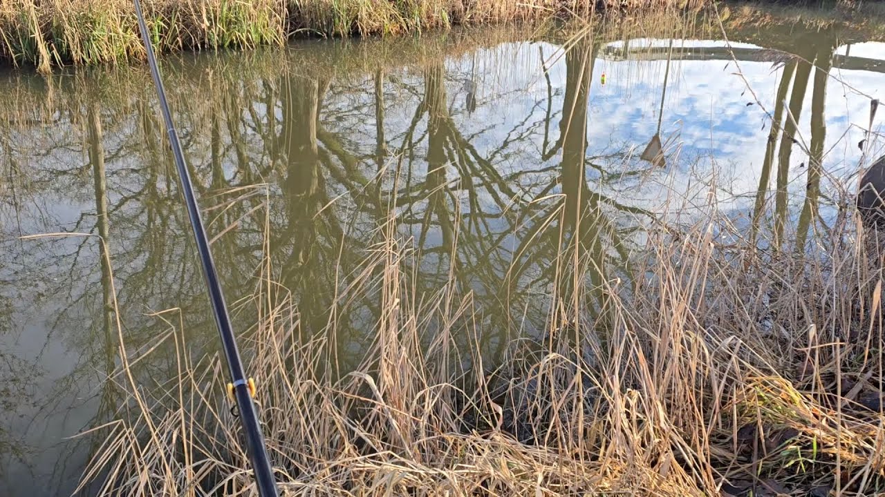 Hecht angeln am Graben Stellfischrute und baitcaster angeln #fishing #fishingvideo #baitcaster 