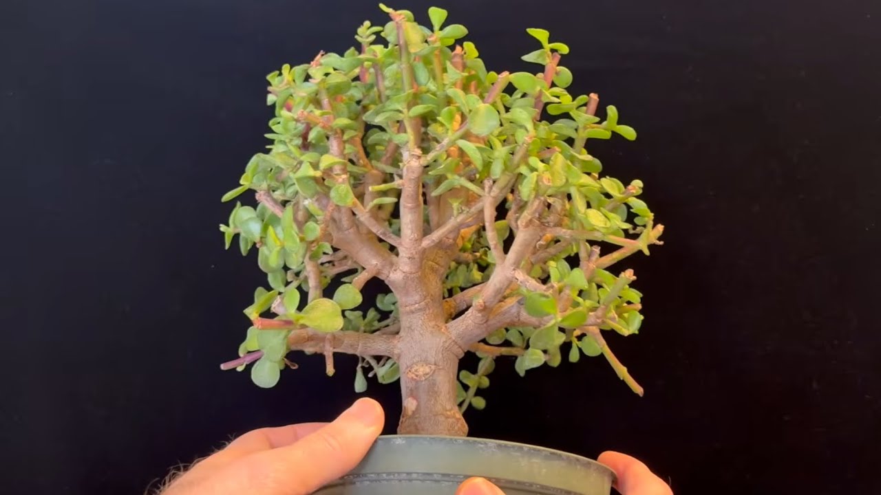 Bargain Bonsai Plant FInds and Masteriing Structural  Pruning