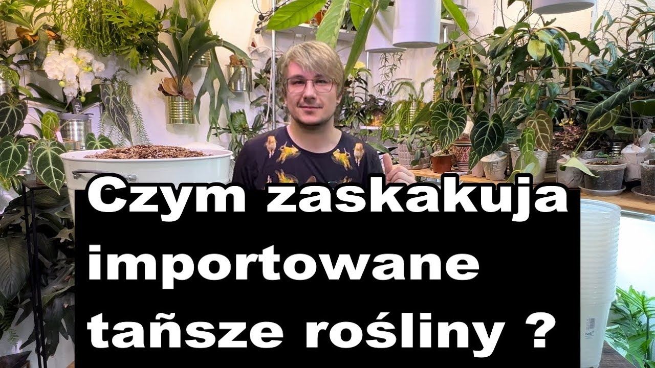 CZY WARTO KUPOWAĆ TAŃSZE ROŚLINY?