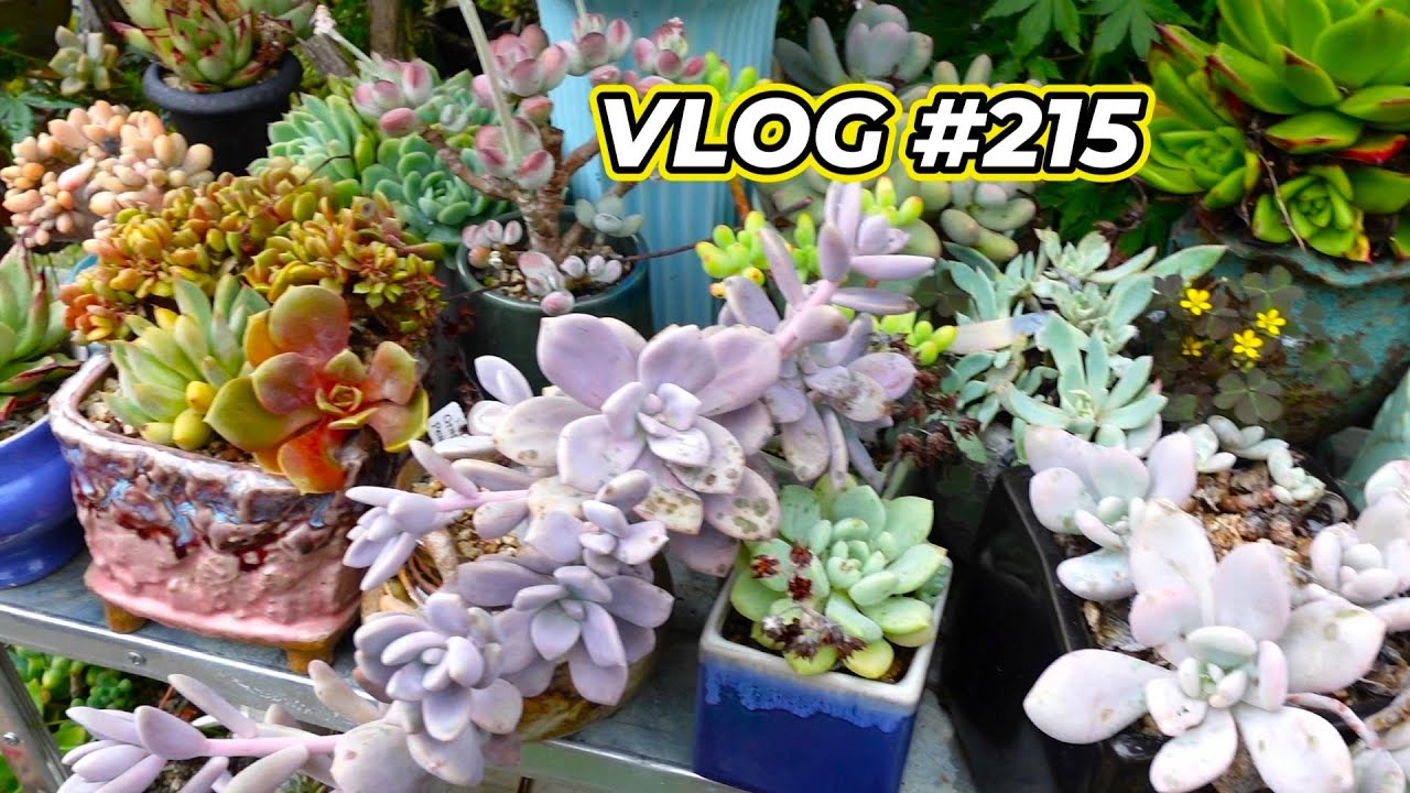 SUCCULENT ROT CARE - VLOG #215 | Growing Succulents with LizK