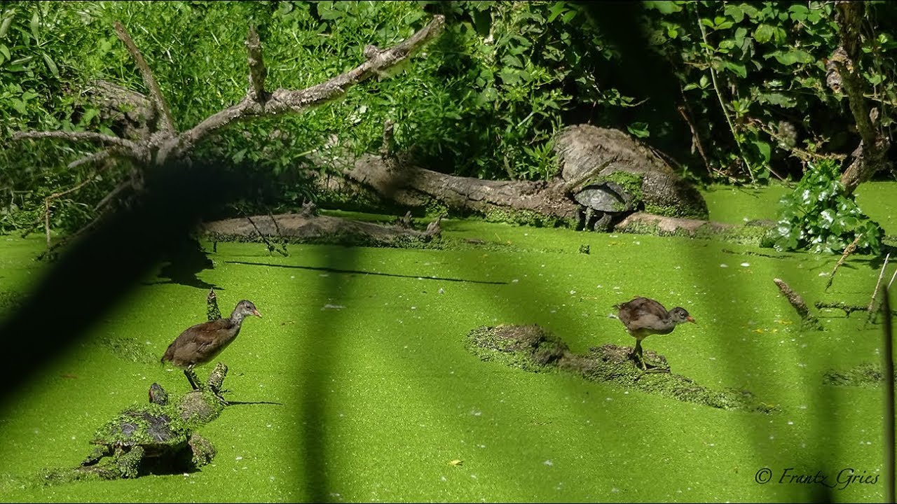 Cohabitation Cistudes et tortues de Floride
